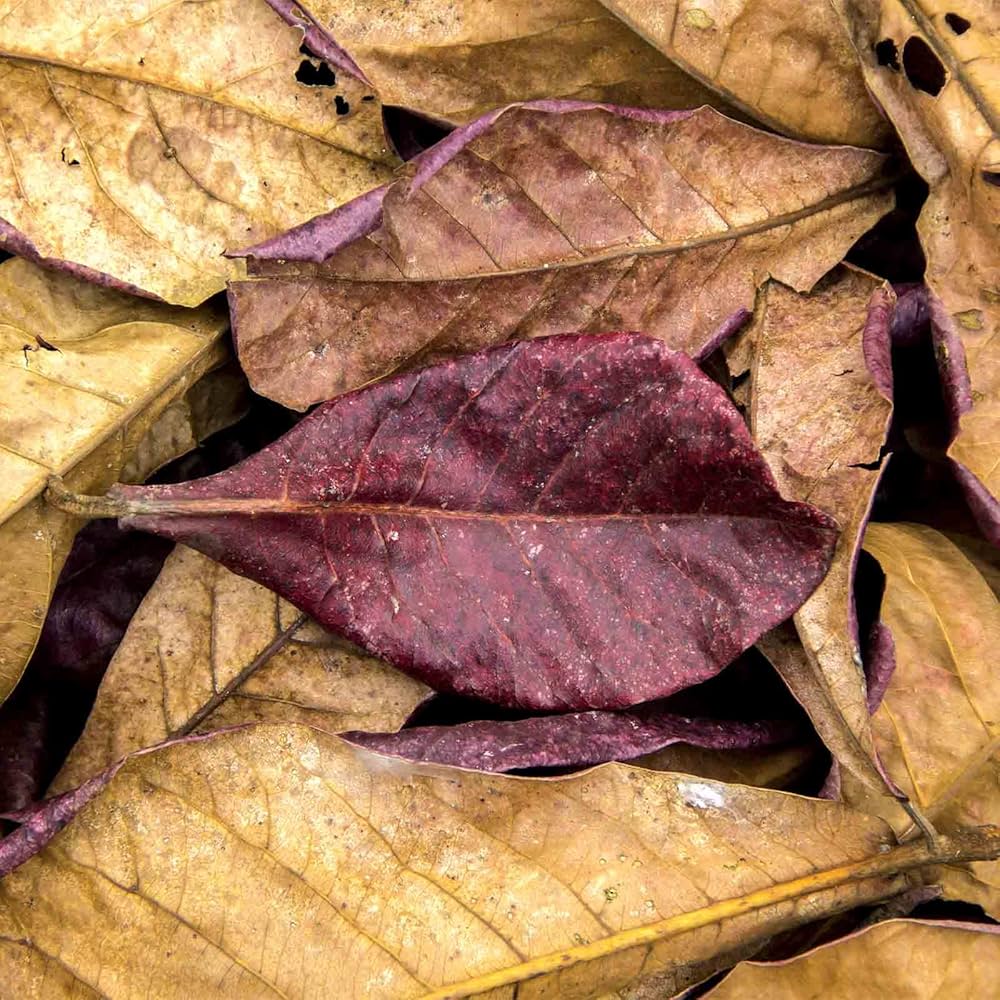 Almond leaf /Fèy Zanmann